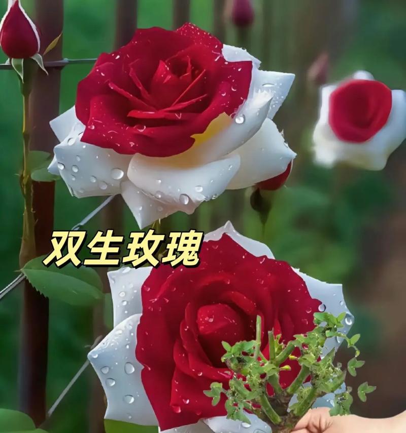 两朵玫瑰花和两杯茶的组合代表什么？它们的含义是什么？