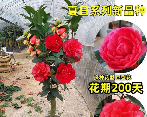 月季花可以嫁接茶花吗视频播放