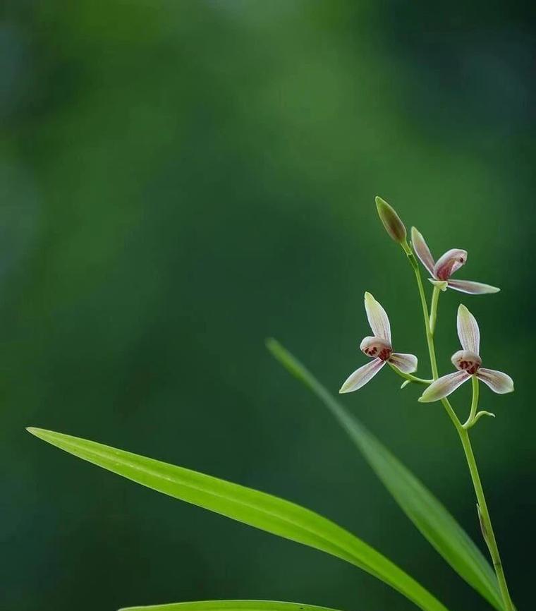 春季温度多少最好养花草合适