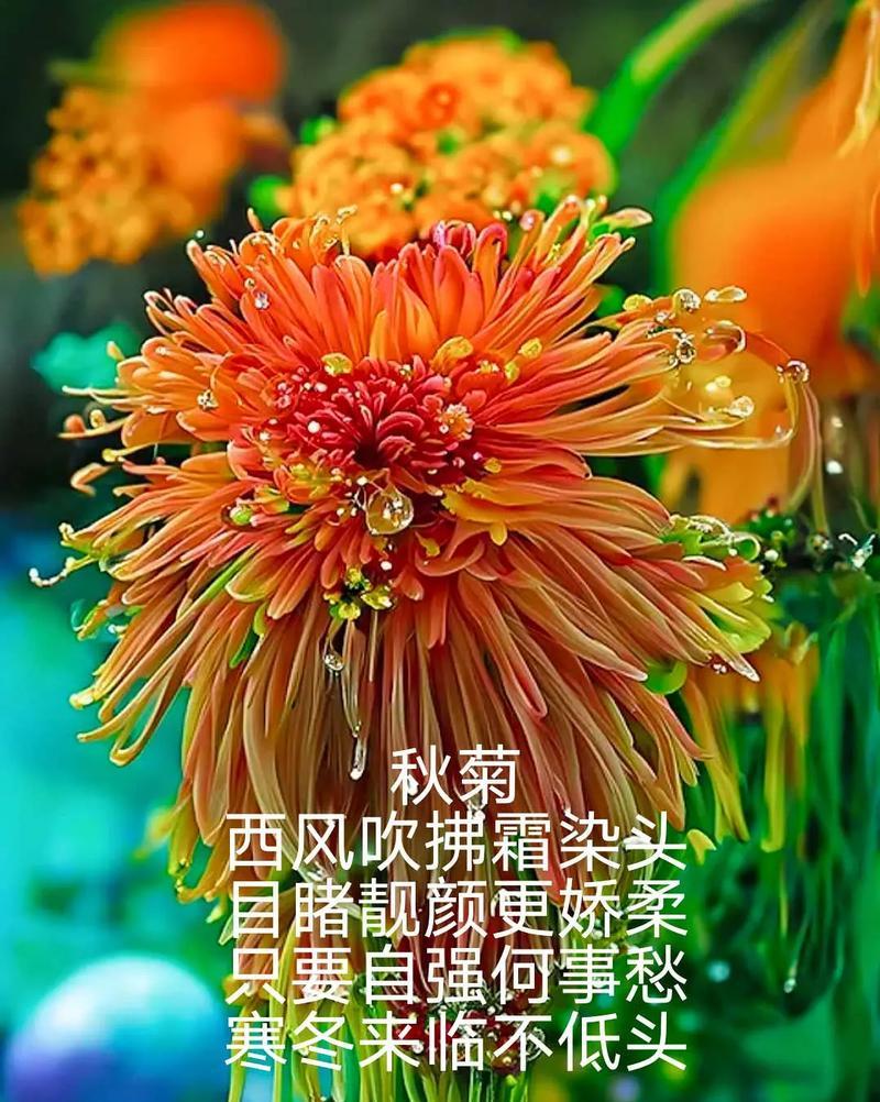 菊花结尾50字左右