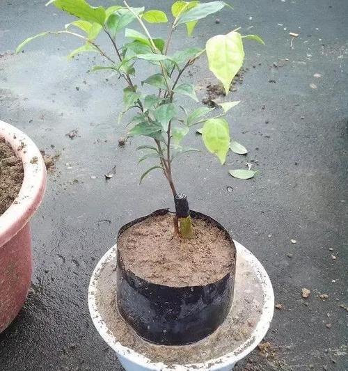 茶花能嫁接在月季花上吗视频讲解下载