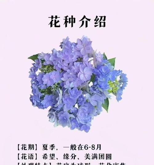 祁煜的嘉兰百合花束有何含义？桔梗花与康乃馨的花语分别是什么？