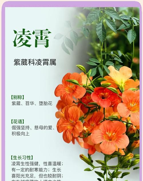 哪种花的花语是坚持？它象征着什么？