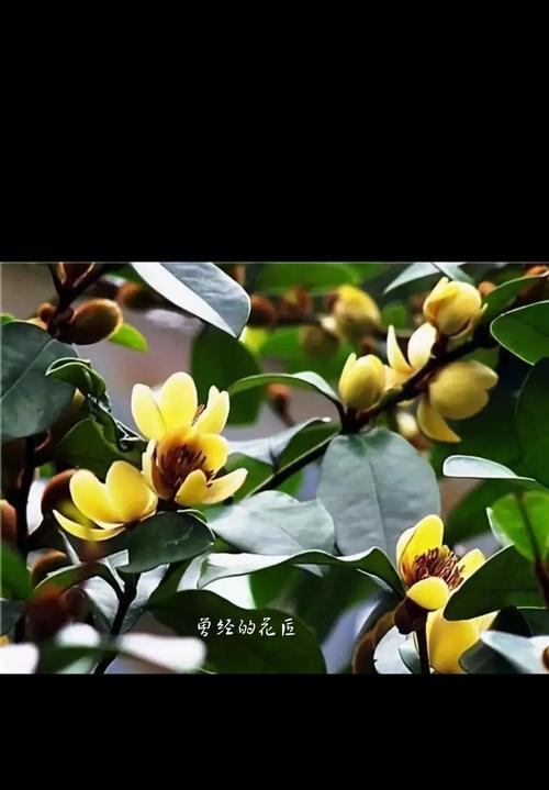 庄重的花卉象征是什么？哪种花最能代表庄重？