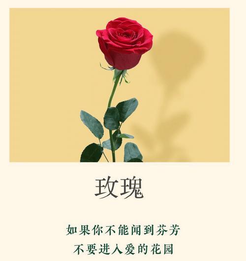 绿玫瑰的花语有哪些？它在花语中代表了什么？