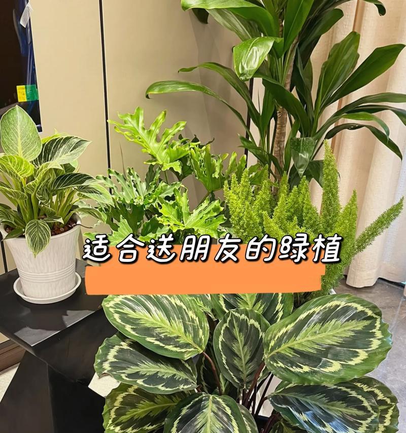 搬家时送哪种植物最合适？有何寓意？