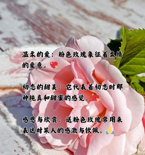 粉色玫瑰花代表什么情感？它在送礼时传达了哪些信息？