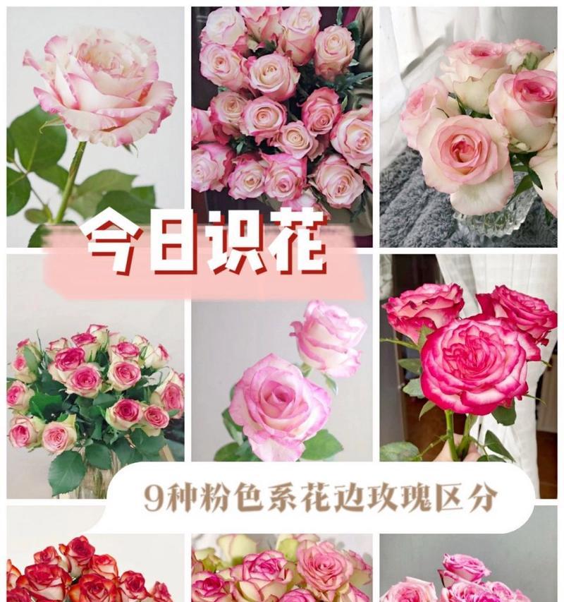 粉色玫瑰花代表什么情感？它在送礼时传达了哪些信息？