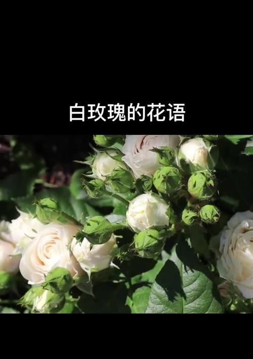 香白玫瑰花语是什么？有何特别之处？