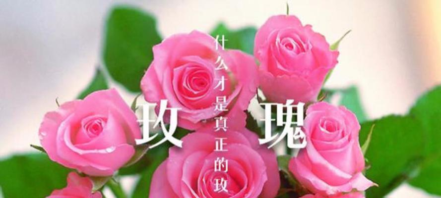 女朋友送蔷薇玫瑰花的含义是什么？它代表了什么情感？