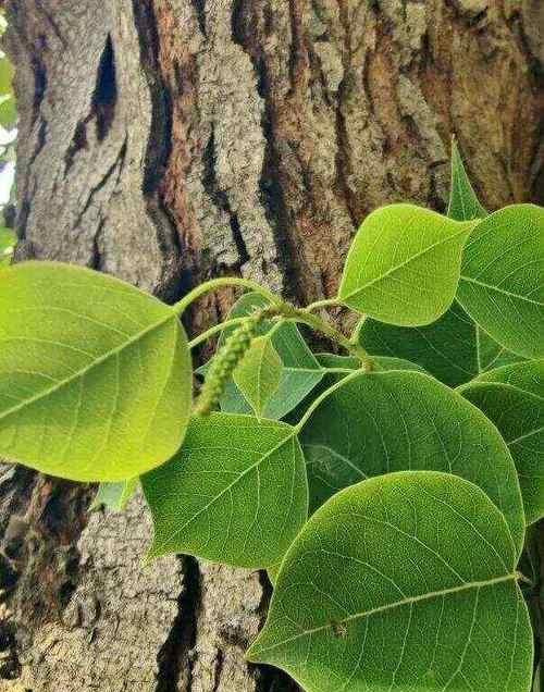 蜡代表什么植物？蜡烛与植物之间有何联系？