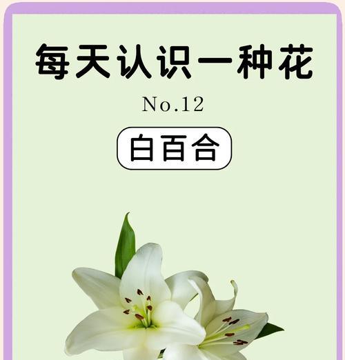 百合代表什么是爱情？百合花象征着哪种爱情？