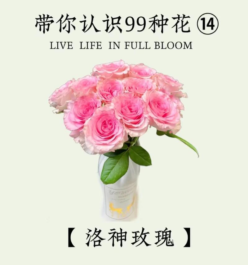 大爷教恋爱送玫瑰花什么意思？送玫瑰花在恋爱中有哪些含义？