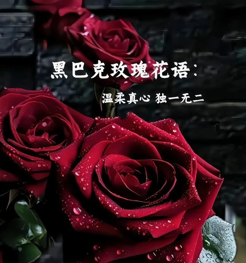 大爷教恋爱送玫瑰花什么意思？送玫瑰花在恋爱中有哪些含义？