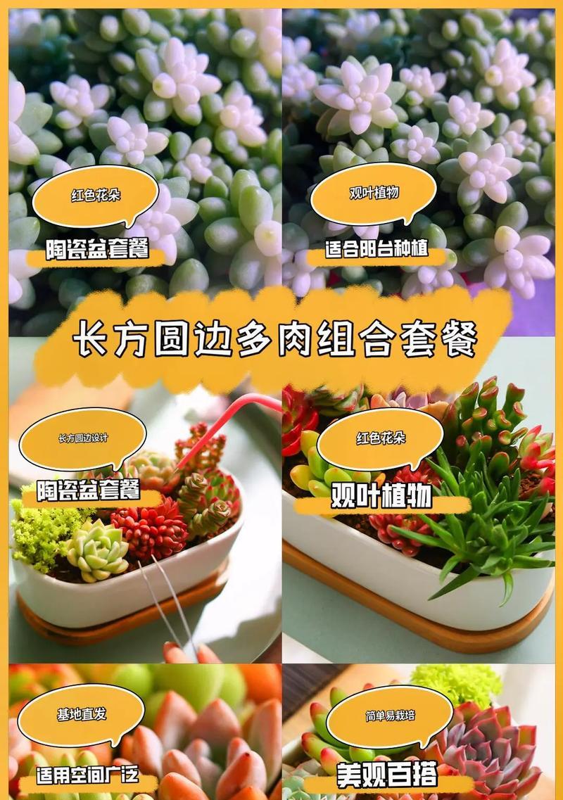 多肉植物锦的含义是什么？它与普通多肉有何不同？