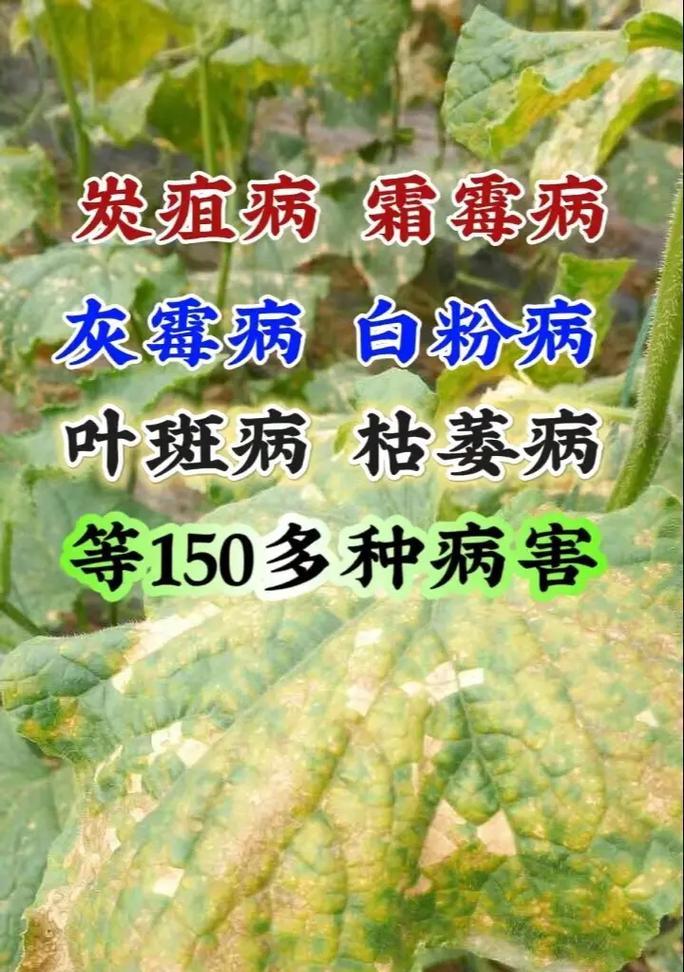 破界农药的疗效如何？使用破界农药需要注意什么？