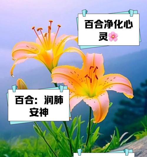 两朵百合花摆放的含义是什么？