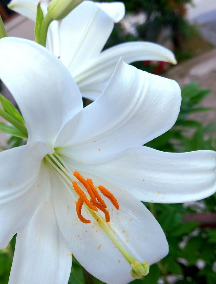 百合花在不同文化中的象征意义是什么？百合的象征意义有哪些不同解释？