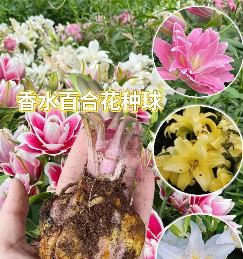 百合花在不同文化中的象征意义是什么？百合的象征意义有哪些不同解释？