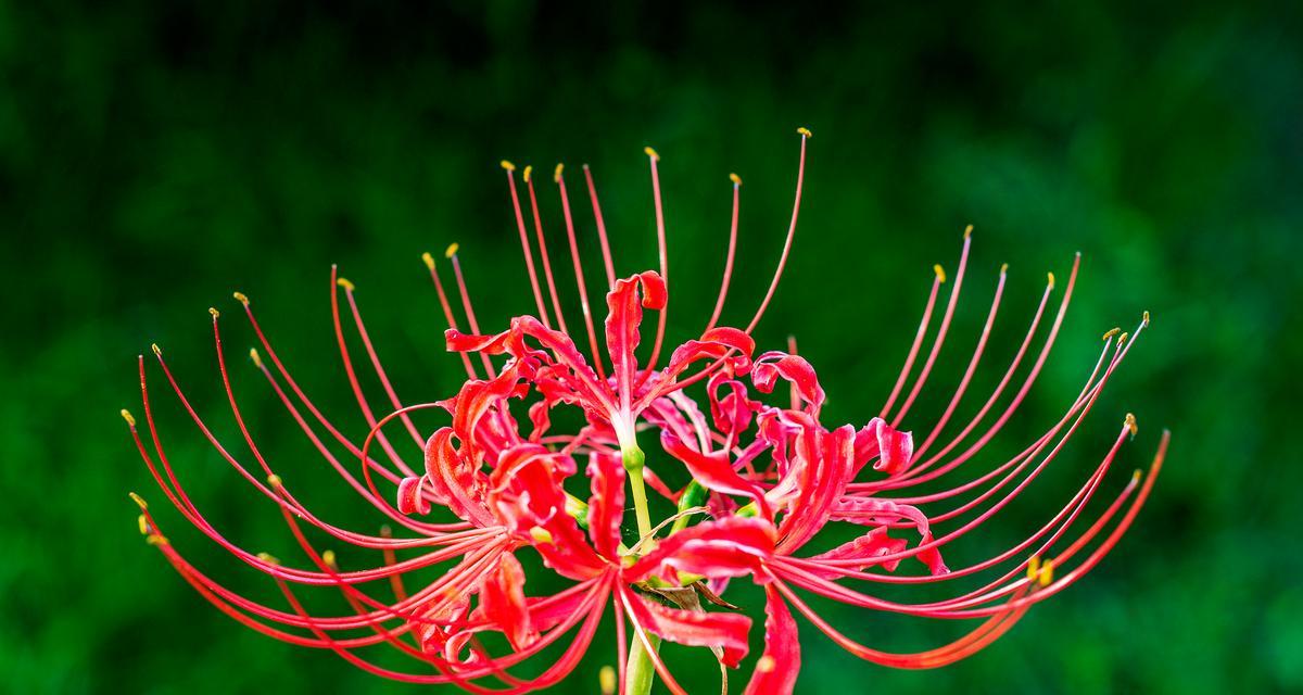 十月有哪些花语特别的花卉？它们各自代表什么？