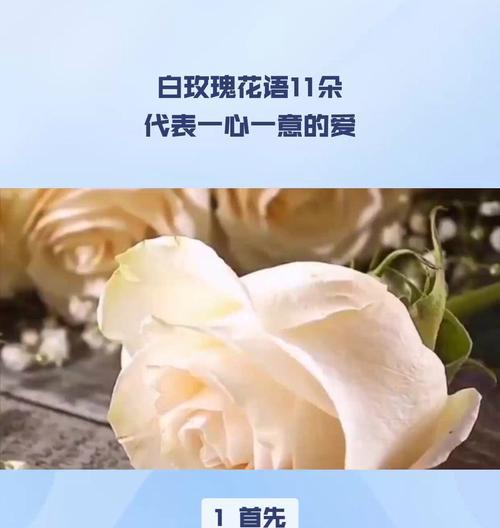 白玫瑰为何代表纯洁爱情？白玫瑰的花语是什么？