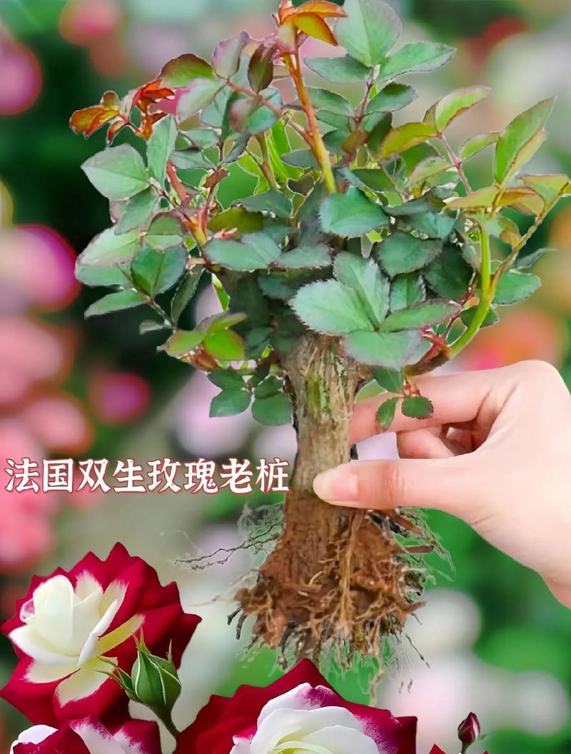 白花玫瑰的寓意是什么？它在不同文化中代表了什么？