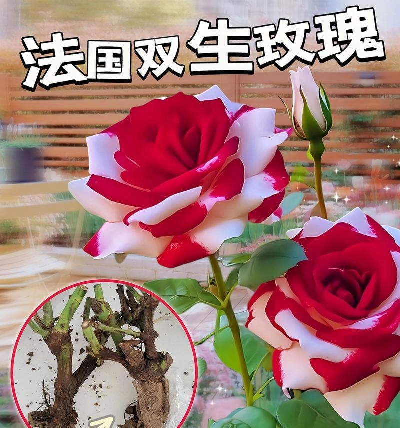 玫瑰花搭配哪种花寓意最佳？