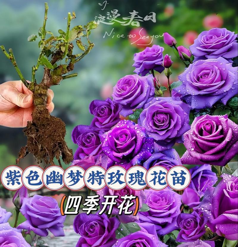 紫色玫瑰花作为礼物有何寓意？