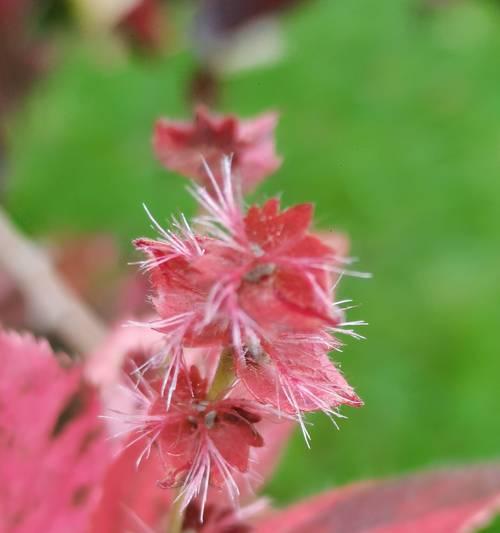 蔷薇花的花语是什么？蔷薇花在花语中通常象征着什么？