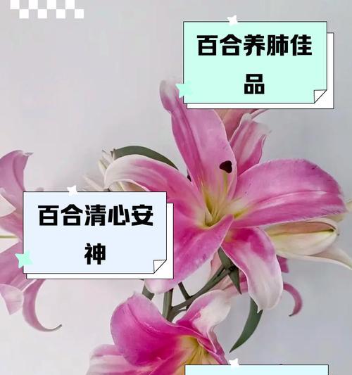 “爆炒百合”在网络用语中代表什么？它通常在什么情境下使用？