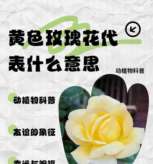 收到特定颜色玫瑰花的含义是什么？