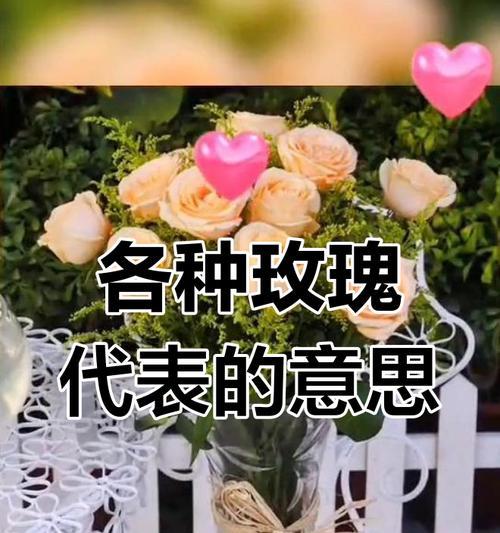 收到特定颜色玫瑰花的含义是什么？