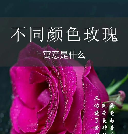 收到特定颜色玫瑰花的含义是什么？