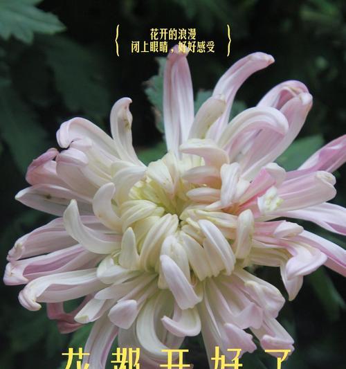 菊花的花语有哪些不同的解释？