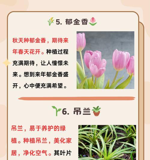 菊花的花语有哪些不同的解释？