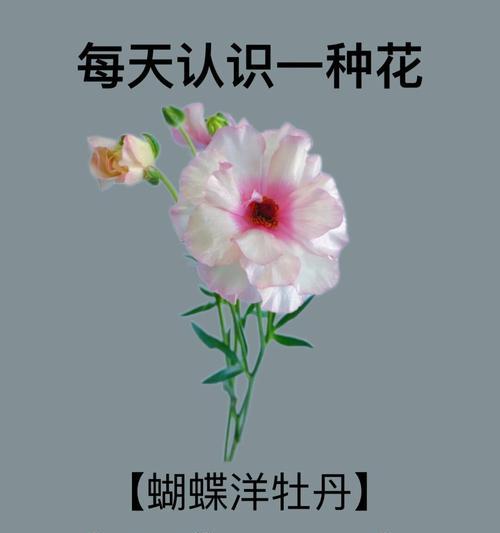 哪种花的花语代表朋友？