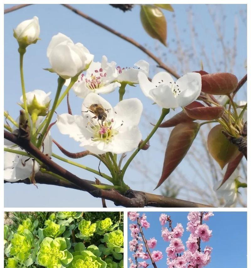 藁城花卉绿植有哪些品种？藁城花卉绿植的特点是什么？