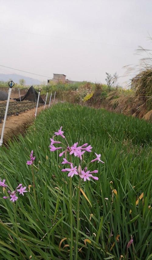 天水地区适合种植哪些花卉绿植？