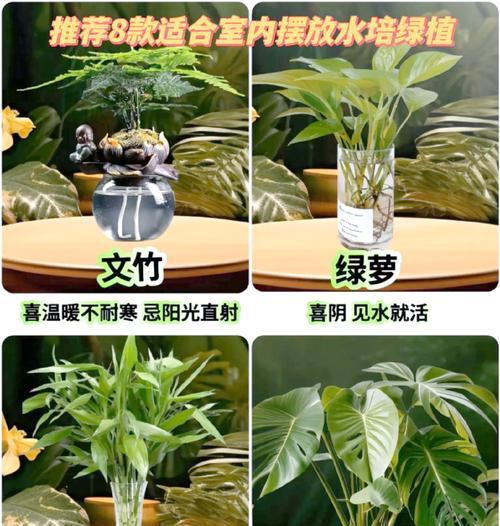 水培单只植物有哪些推荐？它们的养护要点是什么？