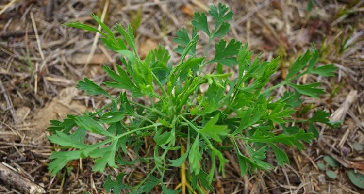 什么植物会毁坏神经？如何避免接触这些植物？