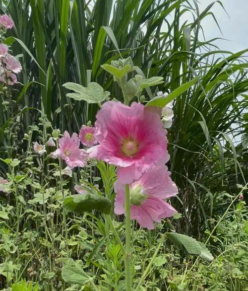 秋播花卉有哪些？这些花卉在秋季播种有什么好处？