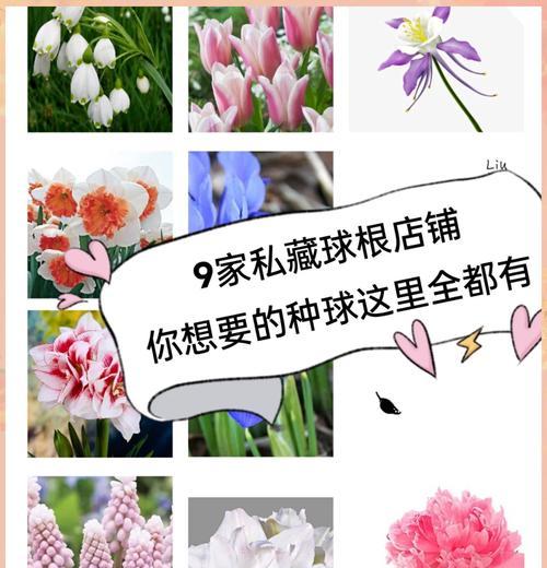 秋播花卉有哪些？这些花卉在秋季播种有什么好处？