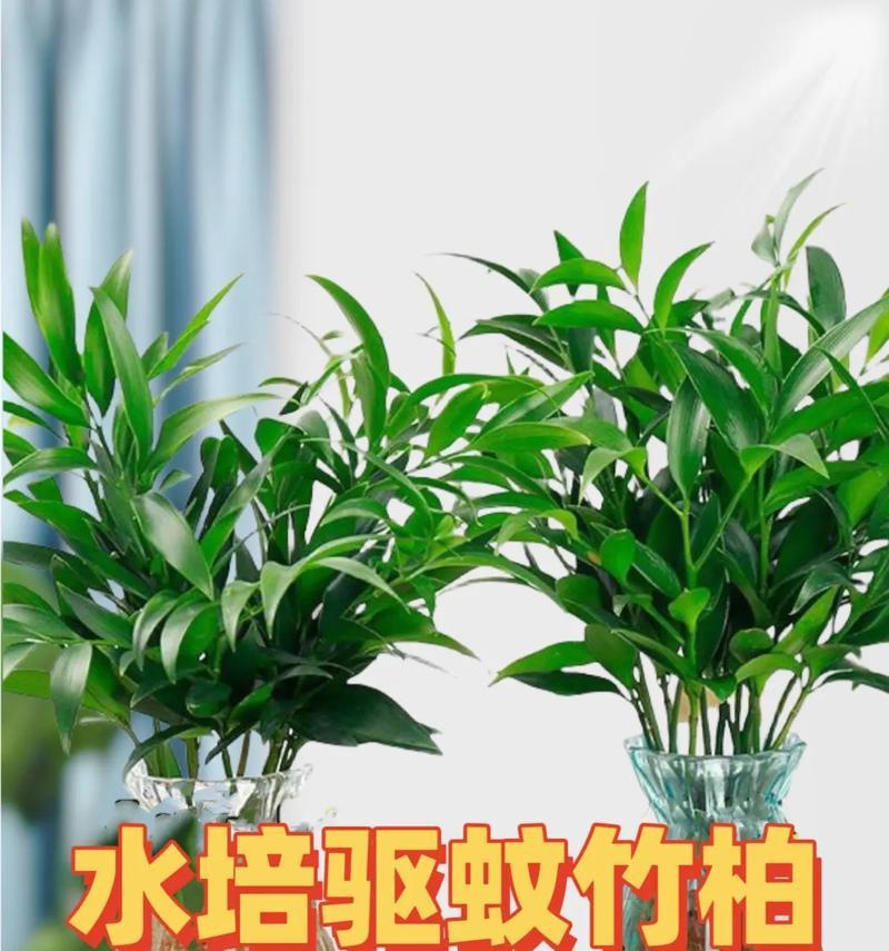 夏天种植哪些植物可以有效驱赶蚊子？