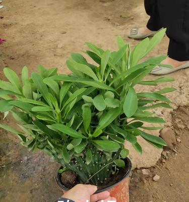 哪种植物的形状像麒麟？麒麟状植物的特征是什么？