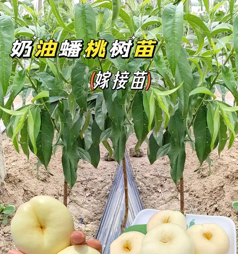 无嫁接桃树苗如何处理？有哪些注意事项？