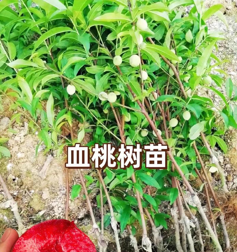 无嫁接桃树苗如何处理？有哪些注意事项？