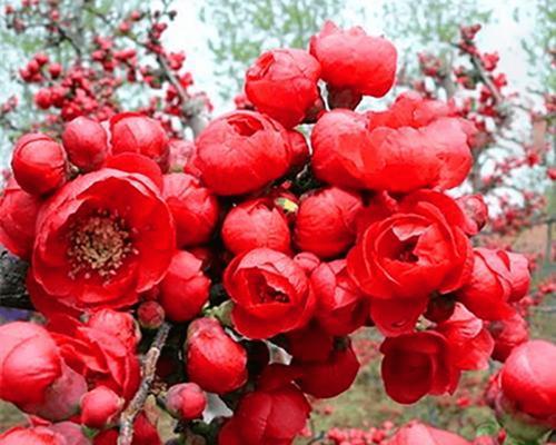 日本家庭花卉植物有哪些品种？如何选择适合的？