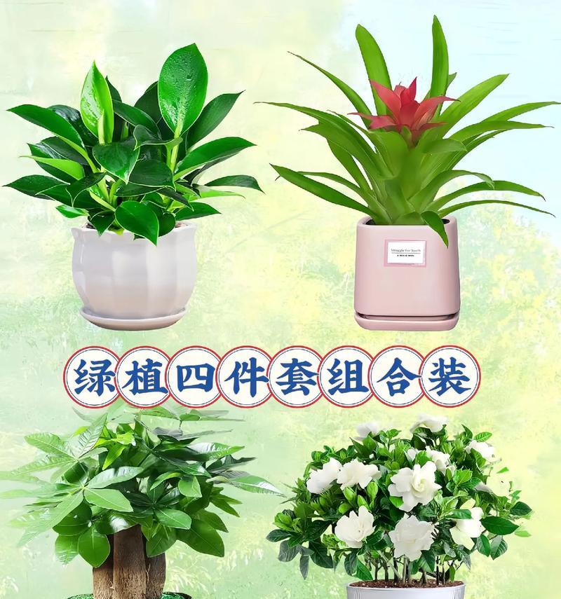 日本家庭花卉植物有哪些品种？如何选择适合的？