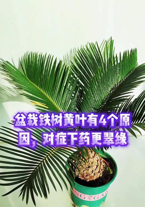 铁树是否属于盆栽植物及其原因是什么？