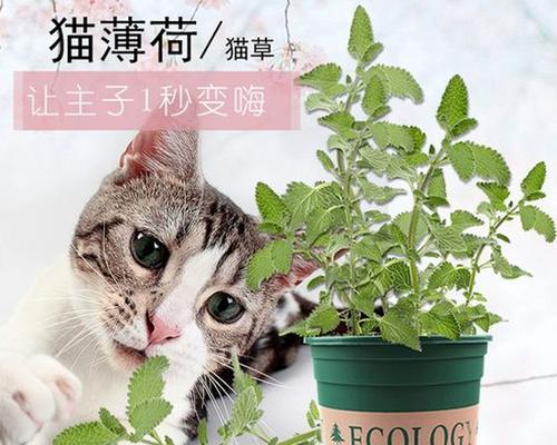 宠物可以养哪些植物？养植物对宠物有何益处？